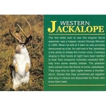 Picture of Jackalope postcard from Wall Drug