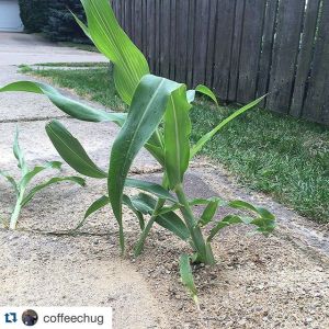 Corn growing in driveway